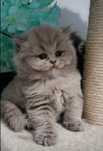 British Longhair lilas.Femea