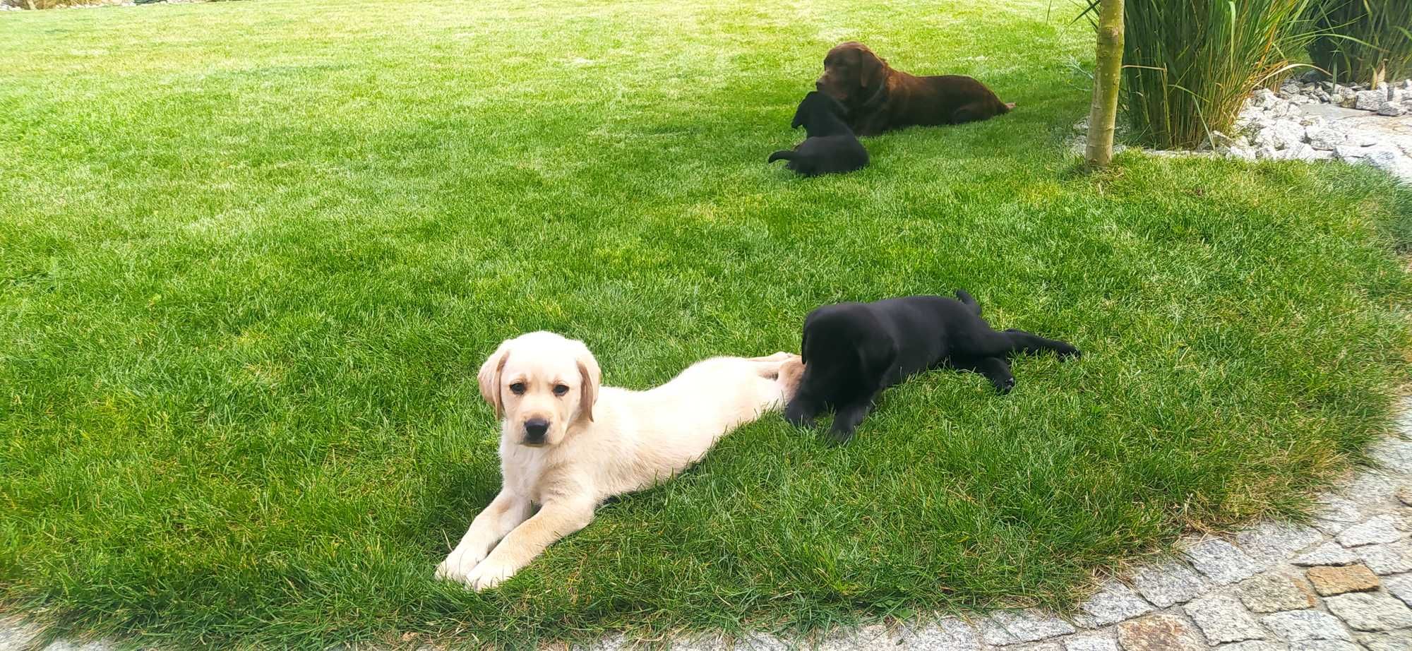 Labrador retriever