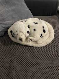 Śpiący piesek na poduszce