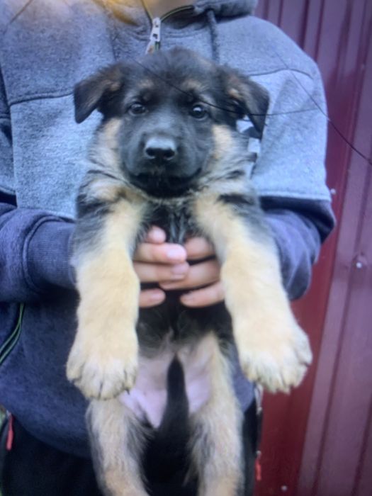 Цуценята Німецької вівчарки