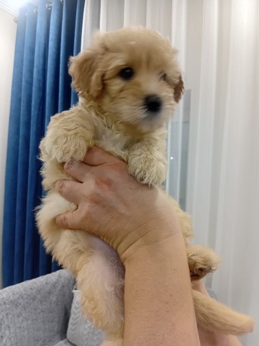 Мальтипу щенки  F1