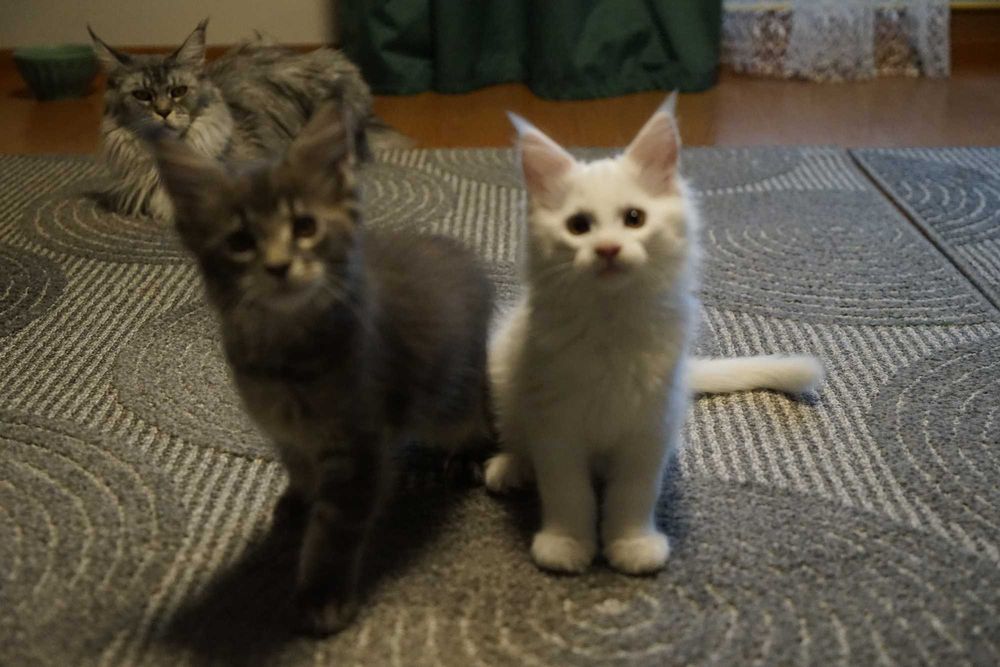 Maine Coon biały hodowla FPL