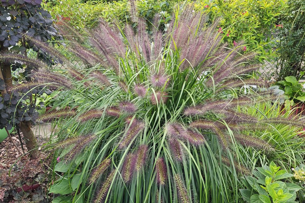 Trawa rozplenica japońska.