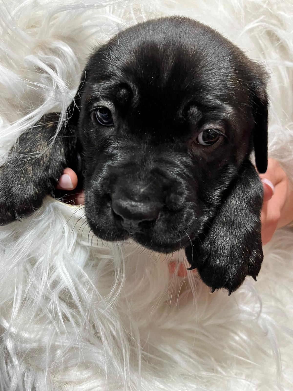 Suczka szczeniak szczeniaczek Cane Corso