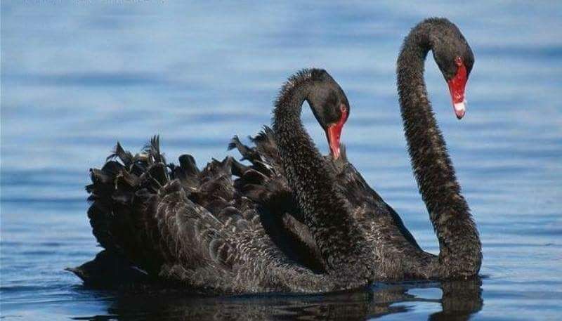 Casais de cisnes novos e adultos