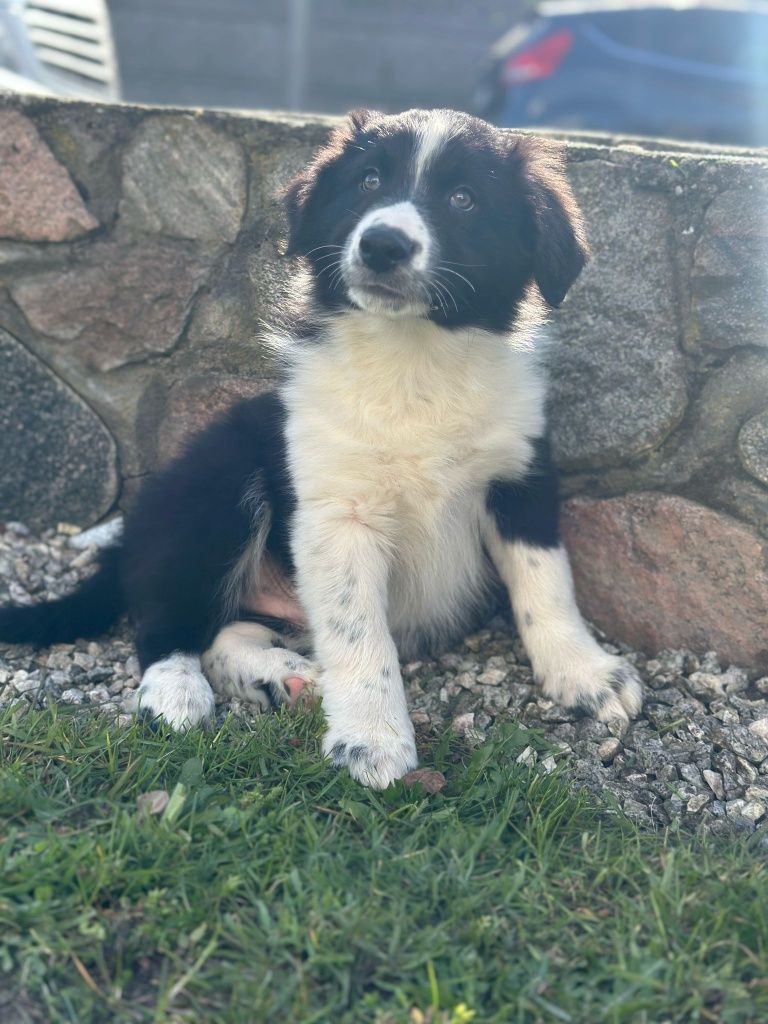 Piesek Border Collie czarnobiały