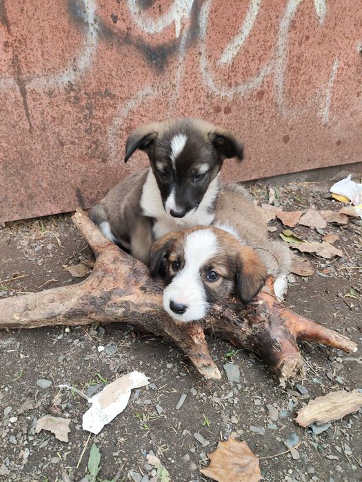 Цуценята (щенки) собаки