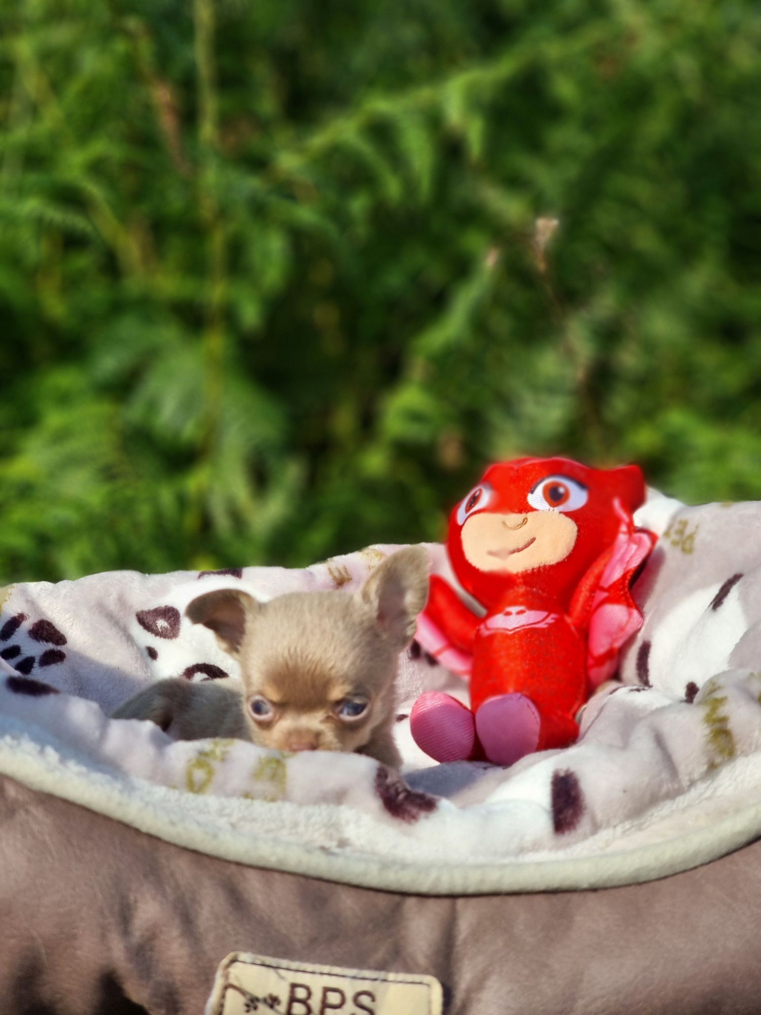 Chihuahua Macho Miniatura Pêlo Curto