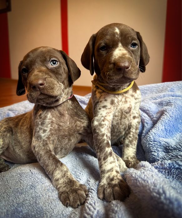 Wyżeł niemiecki krótkowłosy- szczeniaki  „Znad Odrzańskich Pól” FCI