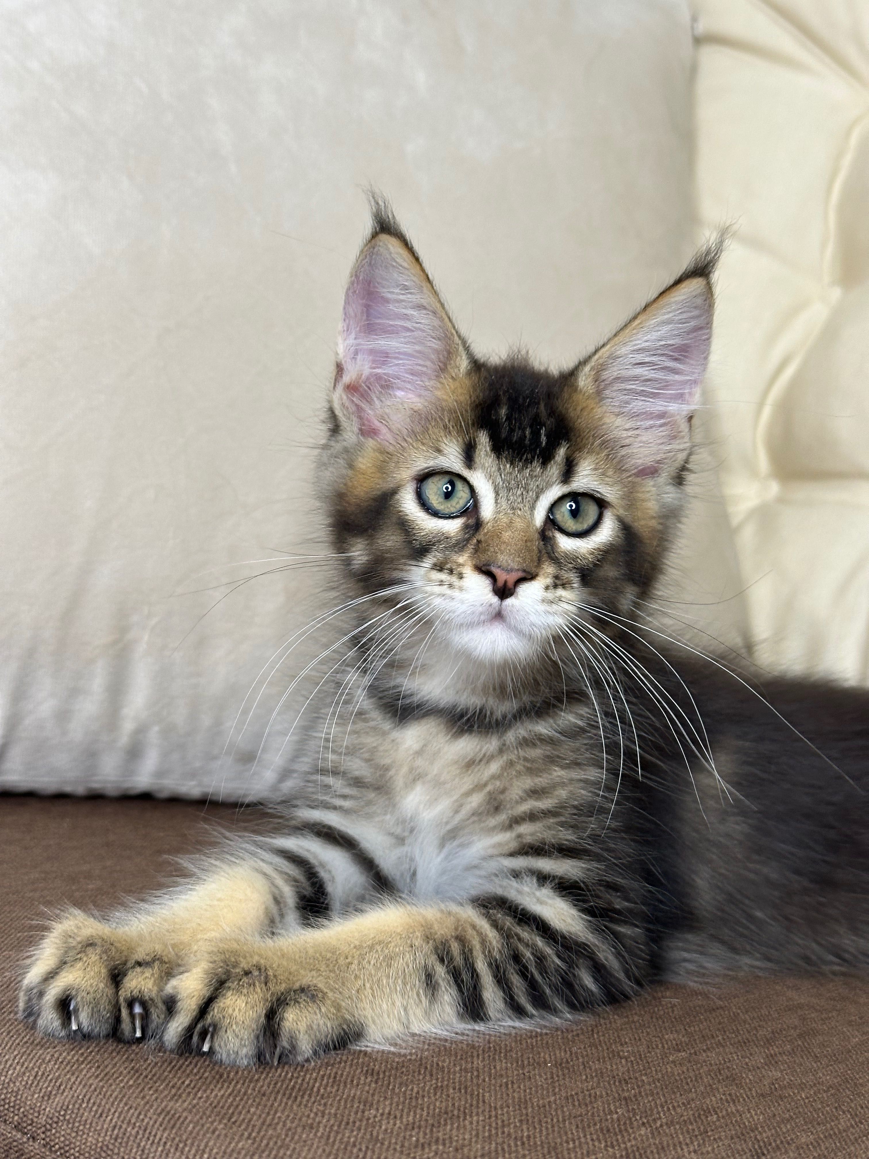 Daniel-Kocurek Maine Coon