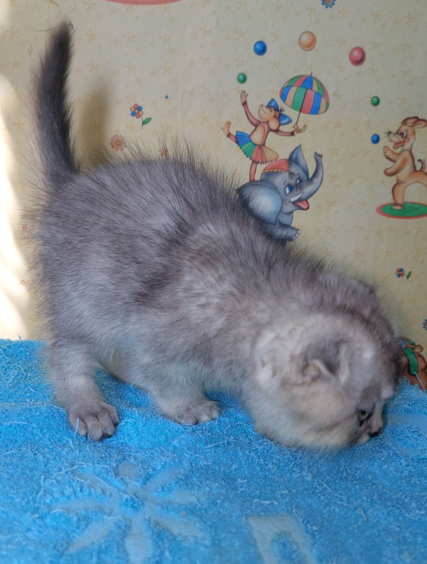 Шотландский вислоухий котёнок.