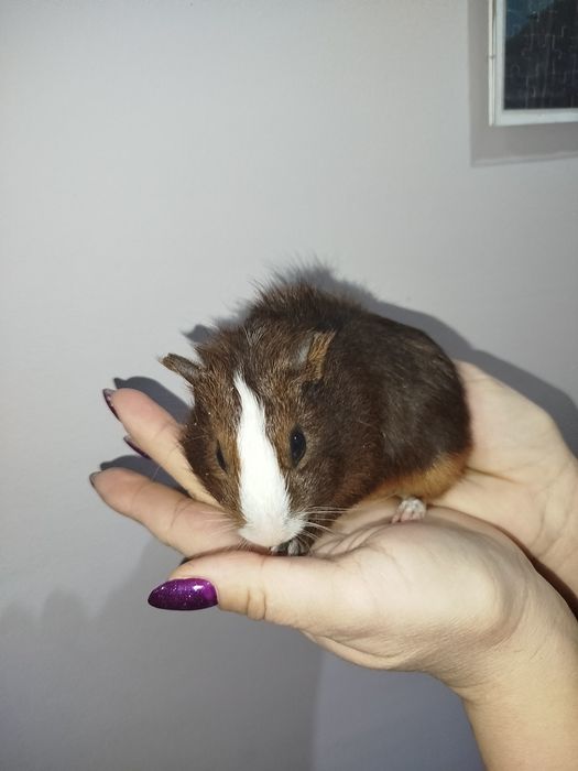 Świnka morska młoda