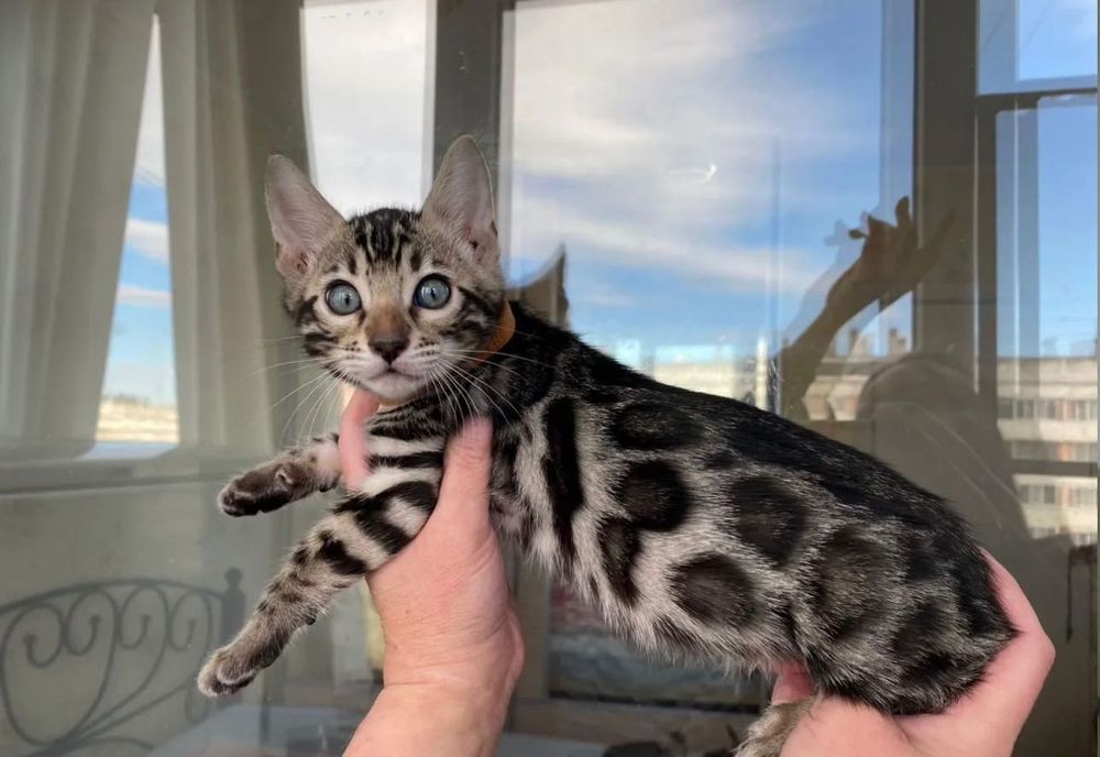 Бенгальське кошеня дівчина