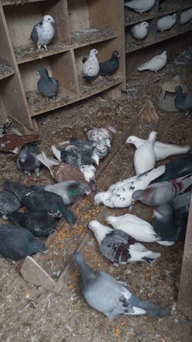 Sprzedam gołębie ( Pocztowe. Ciemne. Jasne) likwidacja hodowli