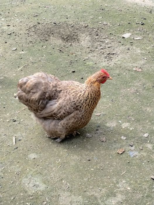 Kohin miniaturka