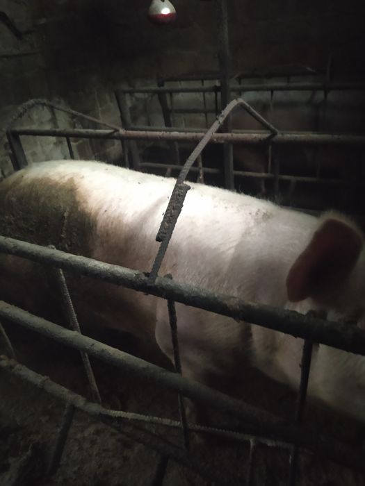 Продам на мясо свиноматки