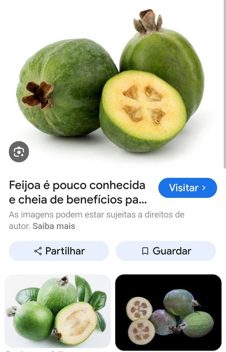 Árvore frutos, Feijoa a produzir