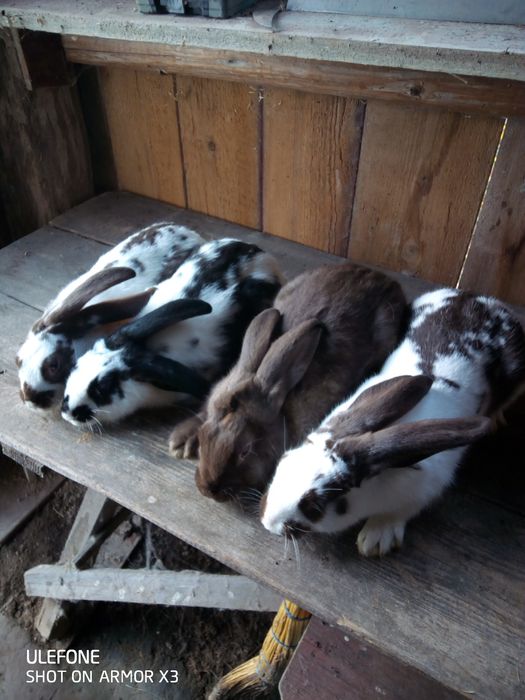 Кролики продаю кроликів
