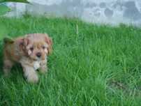 Cavapoo -Hybryda Piesek