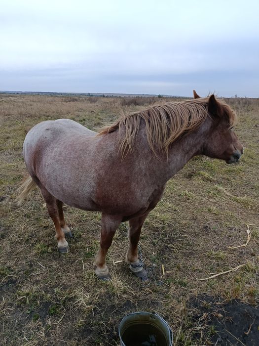Продам лошадь полукровка