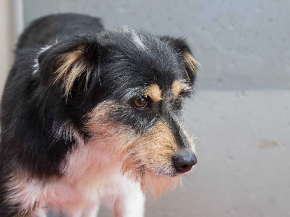 Amber - kilkuletnia i kudłata suczka