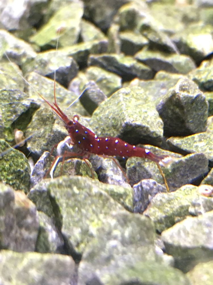 Krewetki kardynałki z Sulawesi (caridina dennerli)