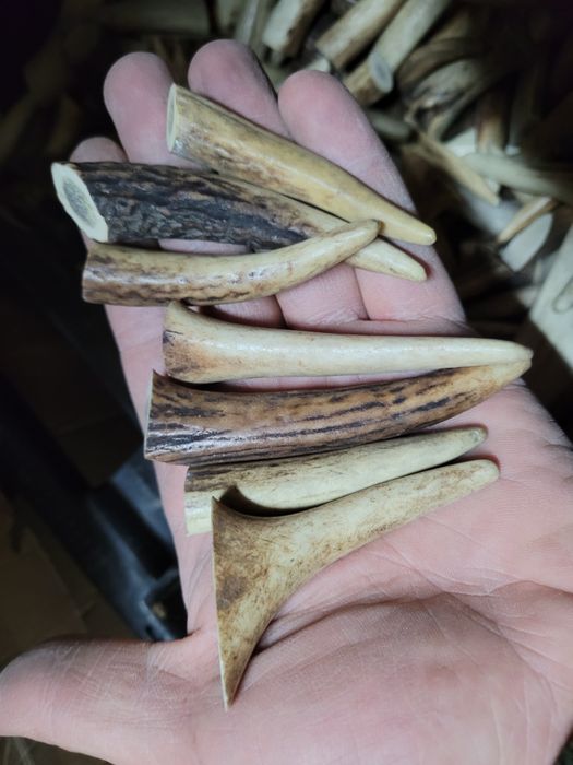 Cena za 30 szt Końcówki poroza jelenia rogi Groty rogi retro Kły kieł