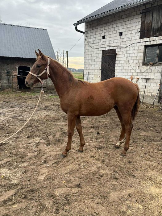 Klaczka wlkp Lady Secret