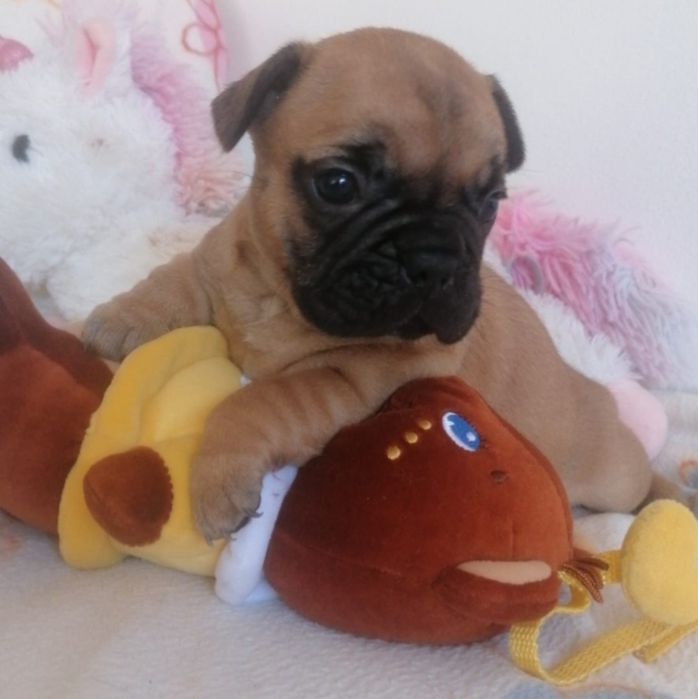 Bulldog francês Mini  faune
