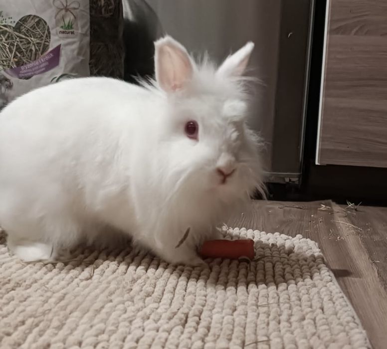 Oddam w dobre ręce królika z klatką !