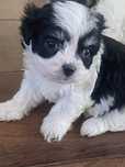 Wesolutka Chihuahua