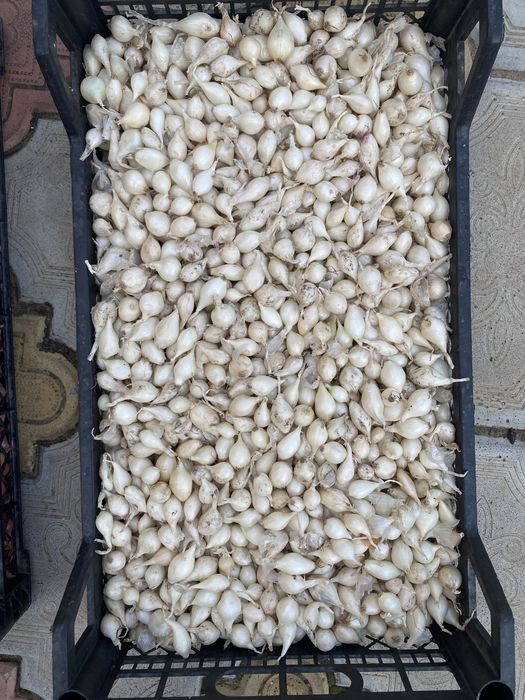 Цибуля- сівок, сіянка, арбаж, арбажейка, лук севок.