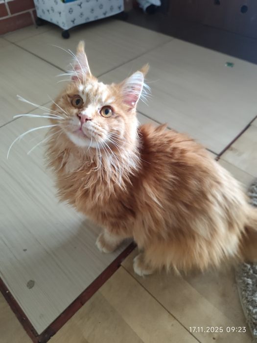 Aslan Kocie Urwisy*PL  Rudy Kocurek Maine Coon