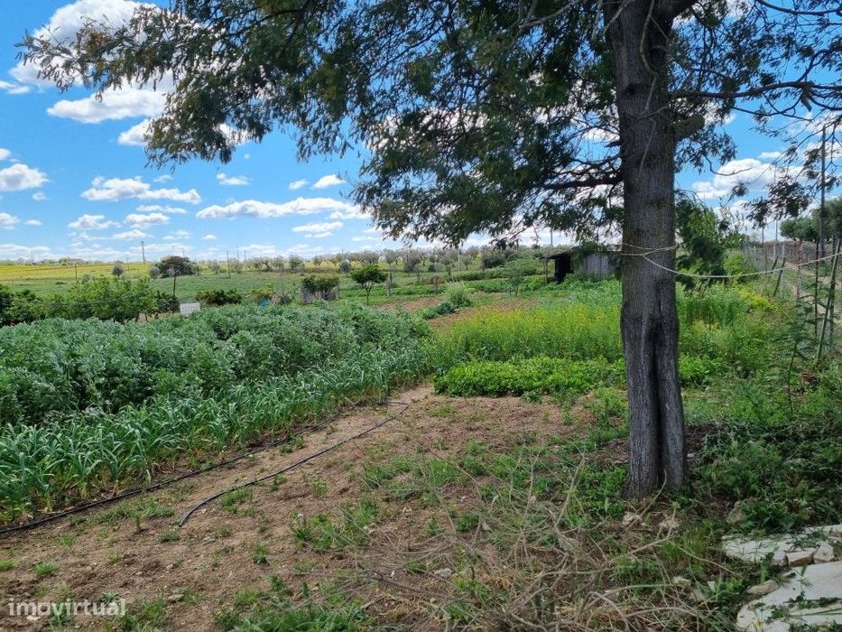 Quintinha com 2,5 ha, próxima de Redondo