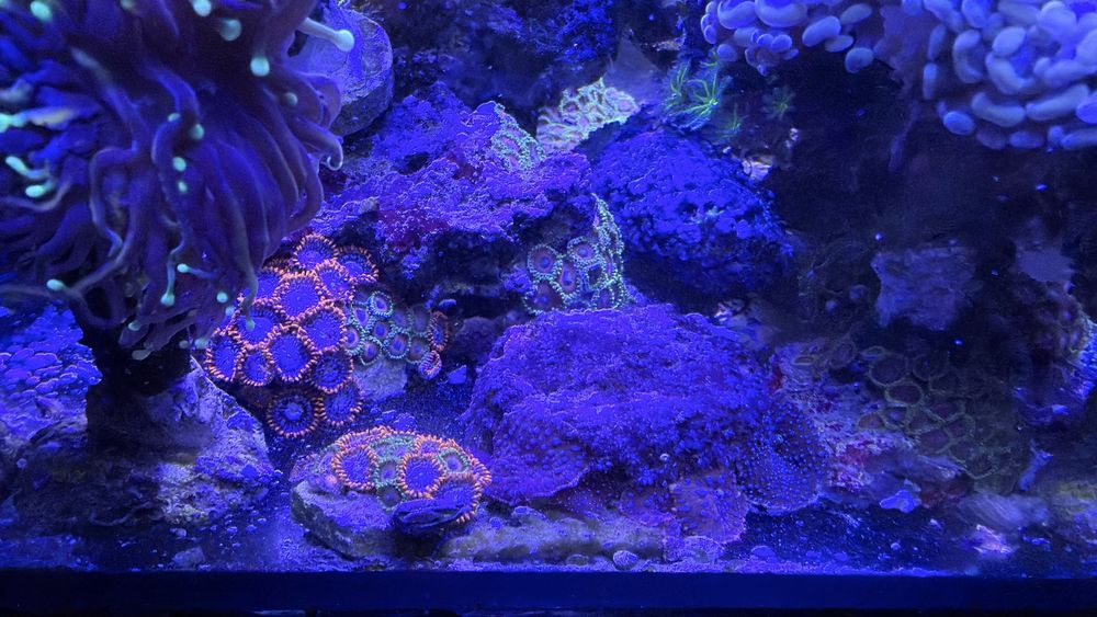 Koralowce  zoa montipory