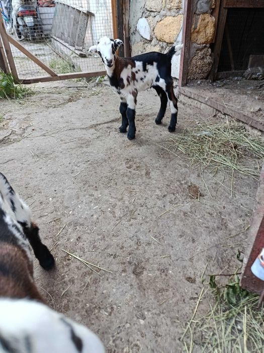 Козлики Нубо - Ламанчи. Бюджетно