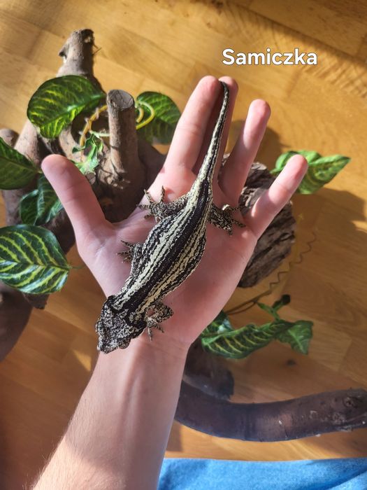 Para - Gekon Nie-orzęsiony, Uszaty