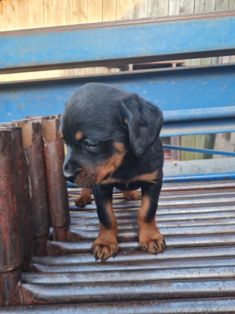Rottwailer piesek