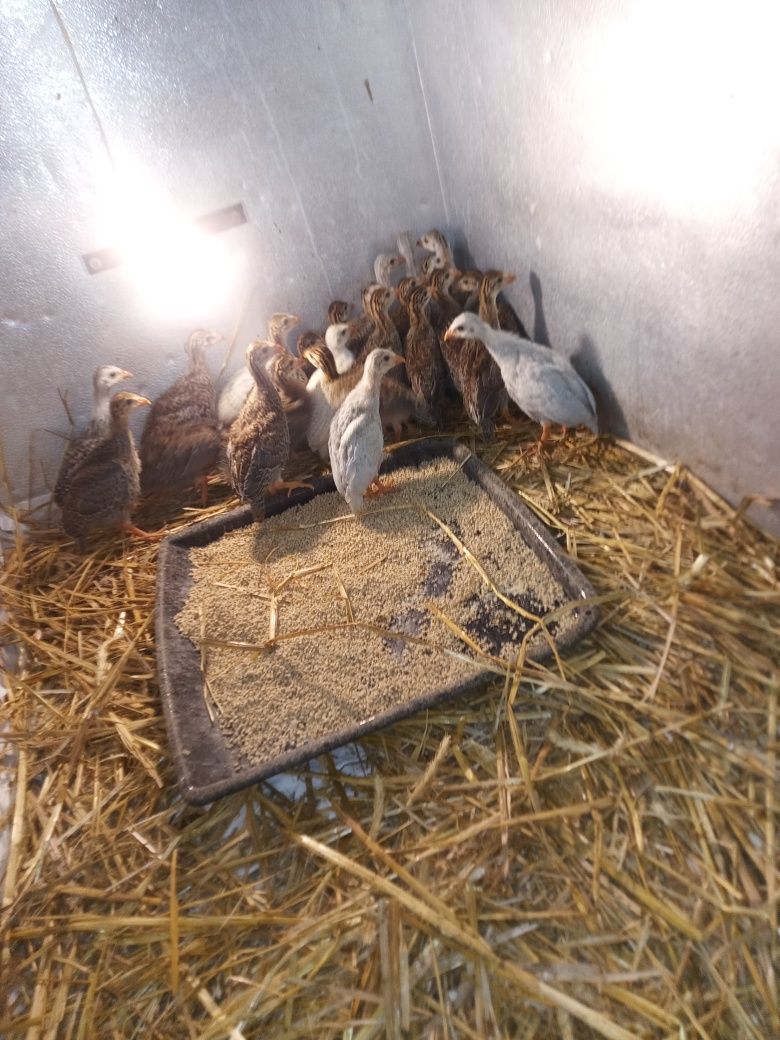 Perliczki sprzedam