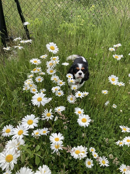 Działka Kaszuby, Sobącz  k. Kościerzyny. Zamiana auto