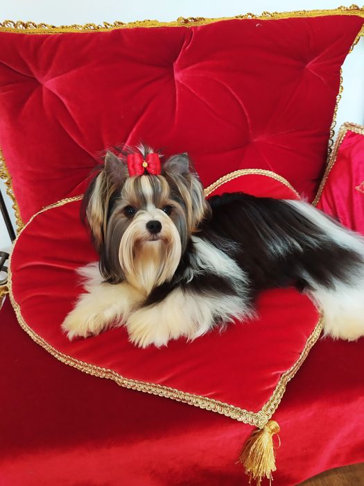 Śliczna suczka z metryką ZKwP Biewer Yorkshire terrier.