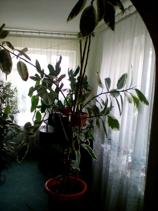 Кімнатні рослини.