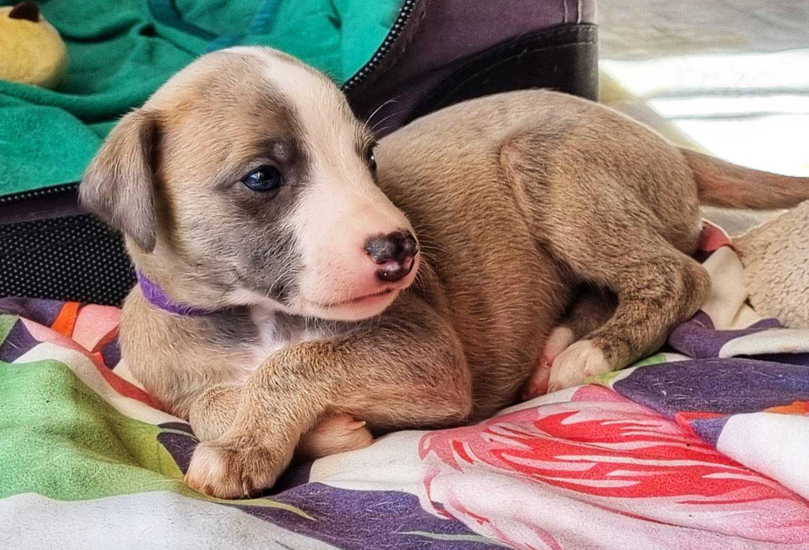 Szczeniak, suczka, Whippet ZKwP / FCI