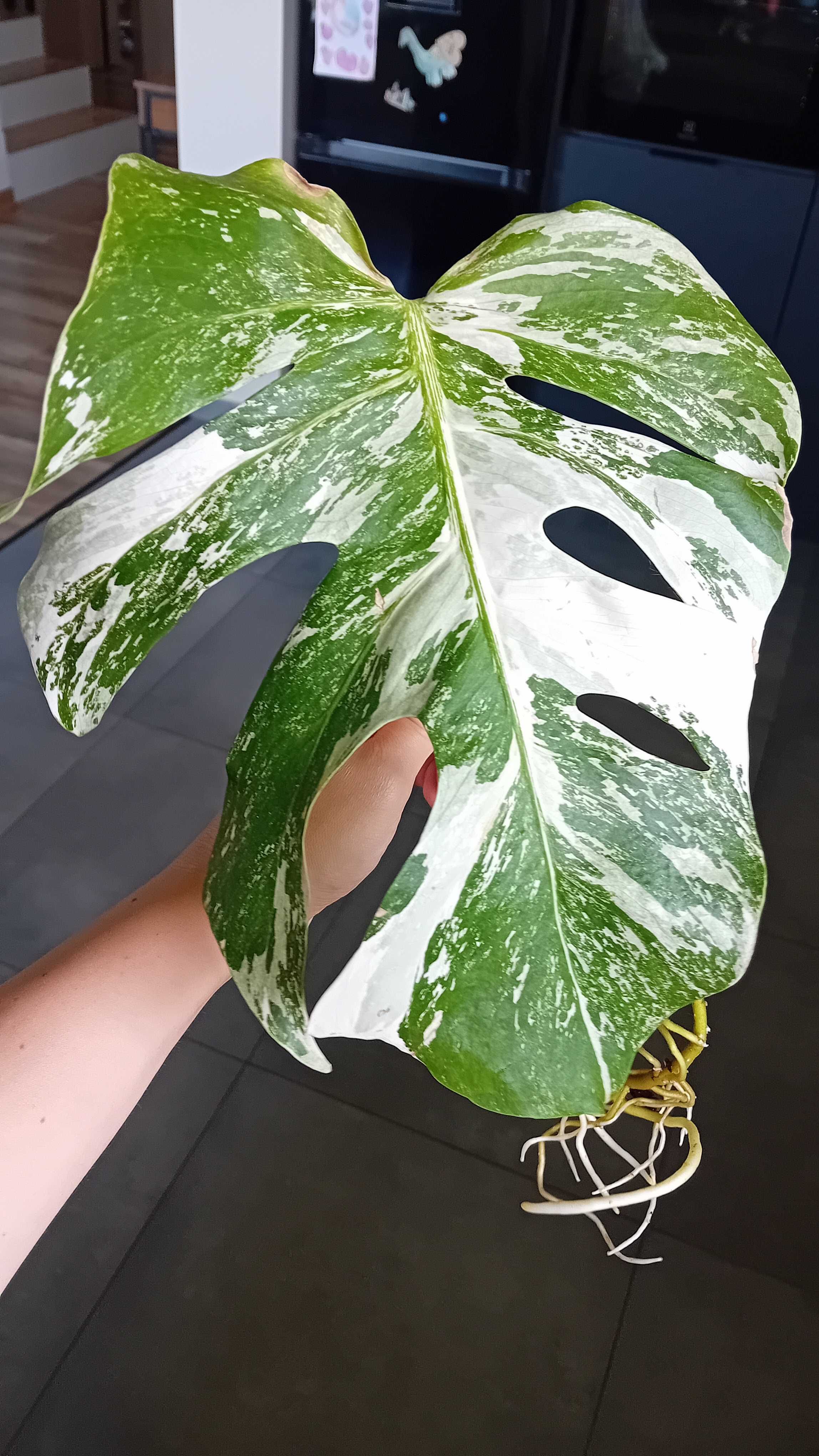 Monstera variegata kolekcjonerska marmurek szczepka