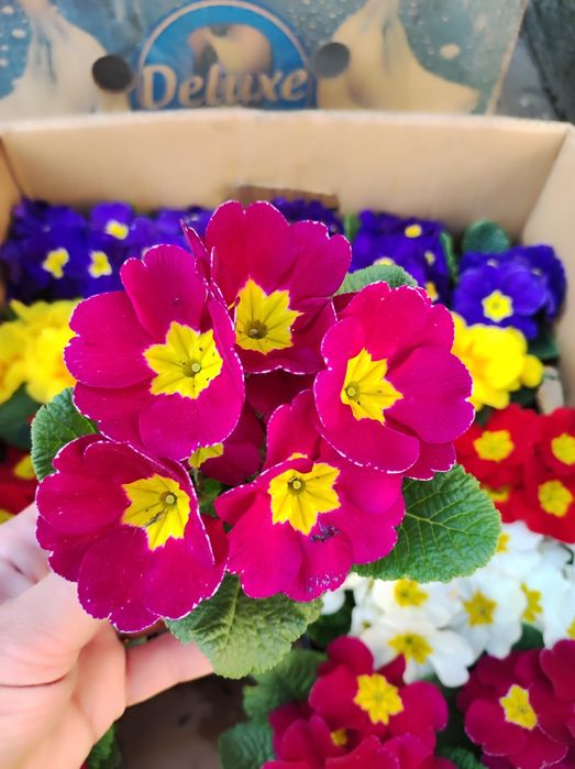 Примула на дорощення