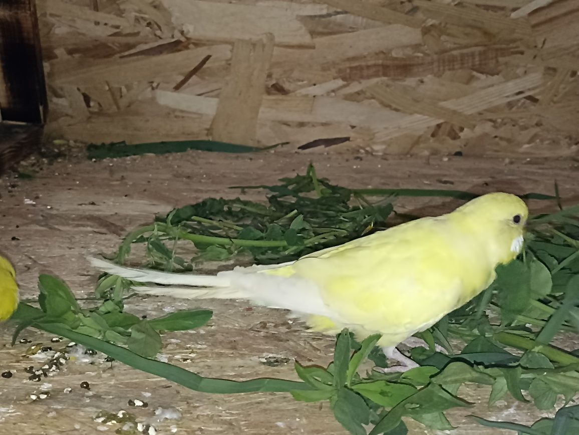 Хвилясті папуги жовтого окрасу