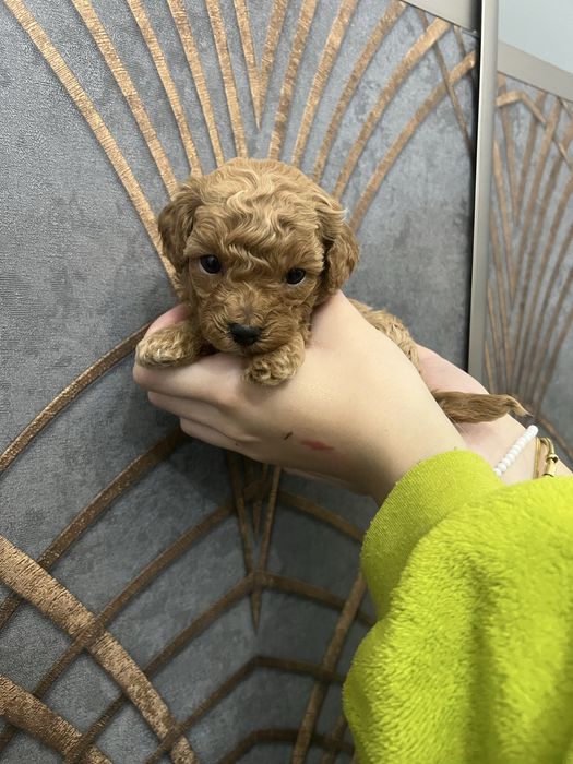 Maltipoo f1b pudel toy red brown badania