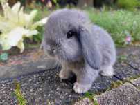 Karzełek baranek perłowy, Mini lop, królik miniaturka, przyjaciel