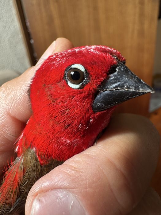 Pyrenestes sanguineus bicudo escarlate