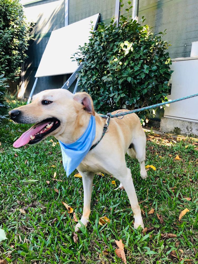 Loirinho - Cão jovem de porte medio/ grande